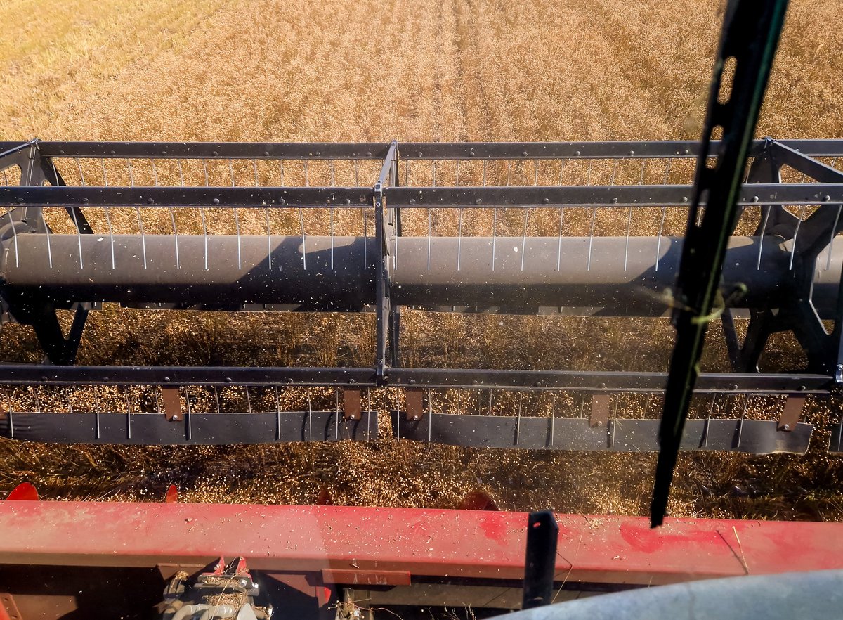 Combine harvester in golden wheat field during harvest season - agricultural brush applications