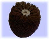 Dark brown spiky sea urchin against a light blue background, viewed from above