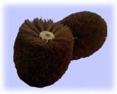 Two dark brown sea otters huddled together against a light blue background