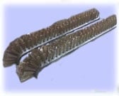 Two brown textured caterpillars on light blue background